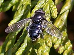 Syrphid Fly